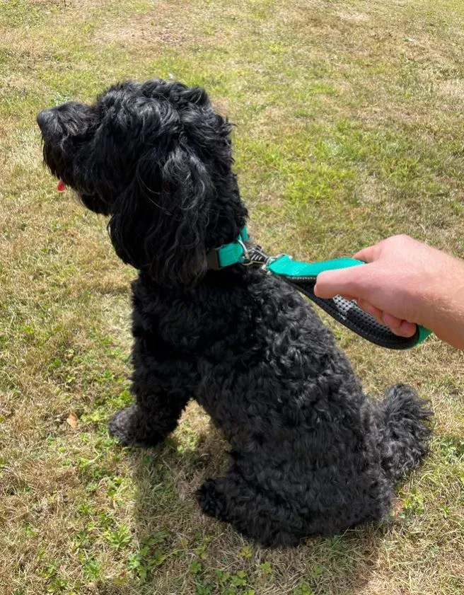 10" Short Close Control Dog Lead With Padded Handle In Various Colours 25mm Webbing