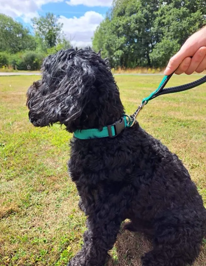 10" Short Close Control Dog Lead With Padded Handle In Various Colours 25mm Webbing