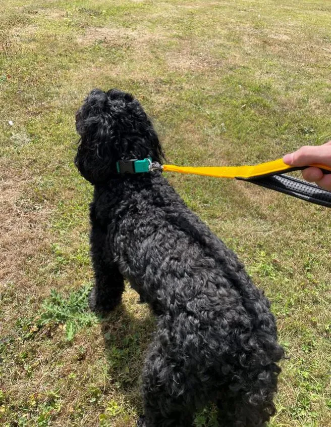 18" Short Close Control Dog Lead With Padded Handle In Various Colours 25mm Webbing