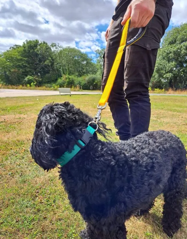 18" Short Close Control Dog Lead With Padded Handle In Various Colours 25mm Webbing