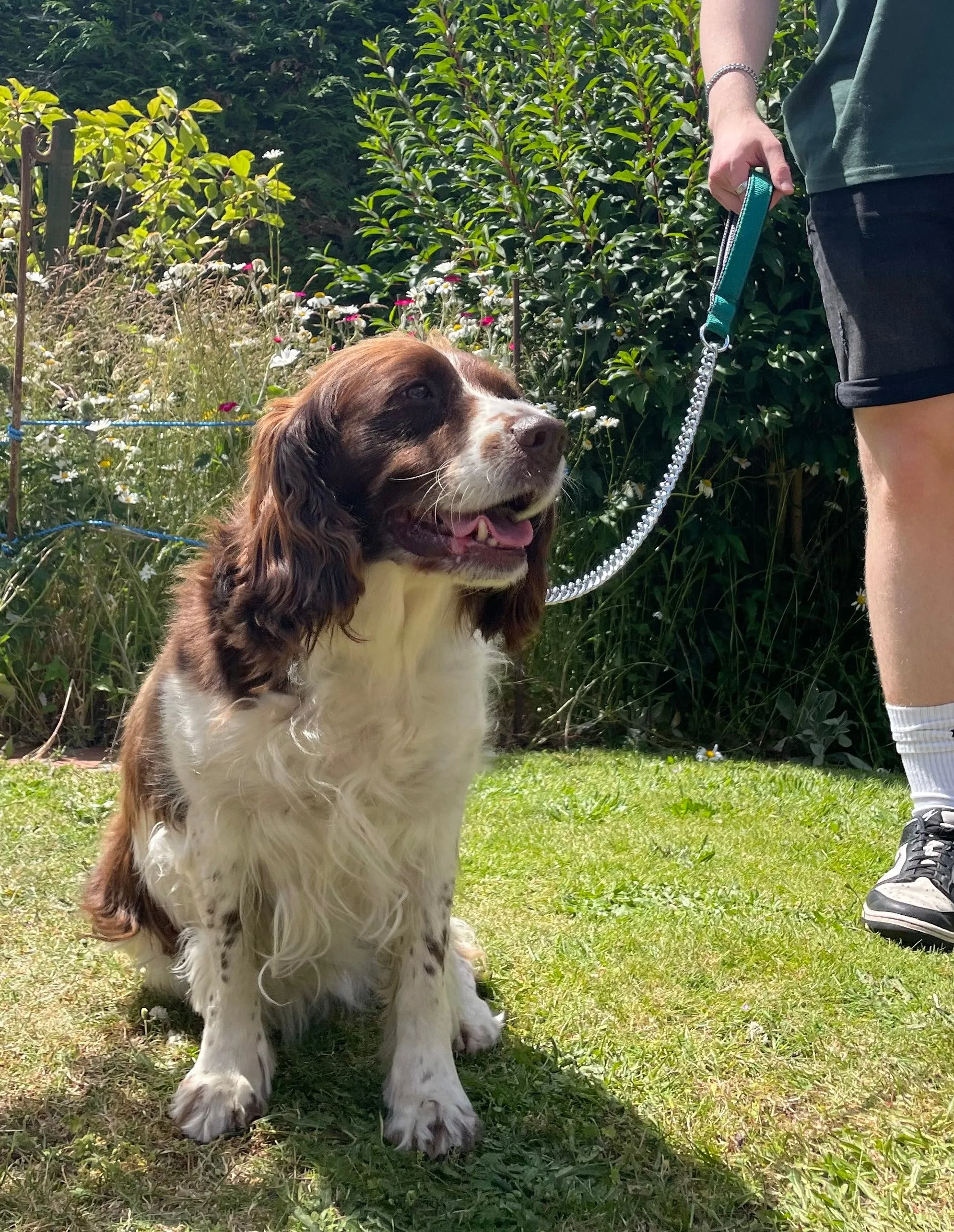 Metal Chain Dog Lead Padded Handle 32" Long 80cm Heavy Duty Short Walking Lead